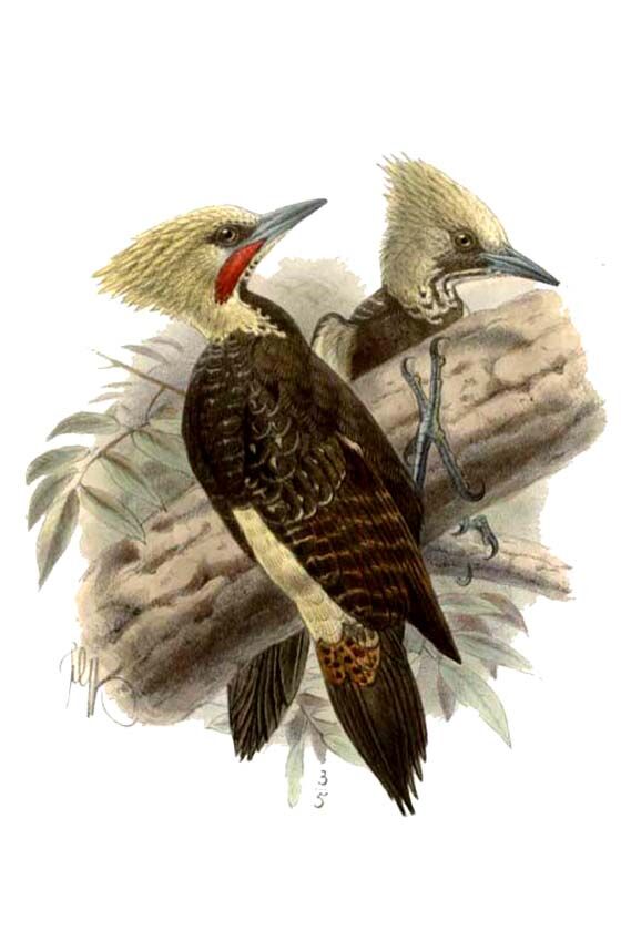 Pale-crested Woodpecker