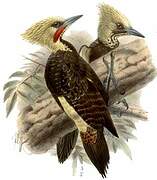 Pale-crested Woodpecker