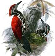 Red-backed Flameback