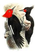 Magellanic Woodpecker