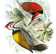 Black-rumped Flameback