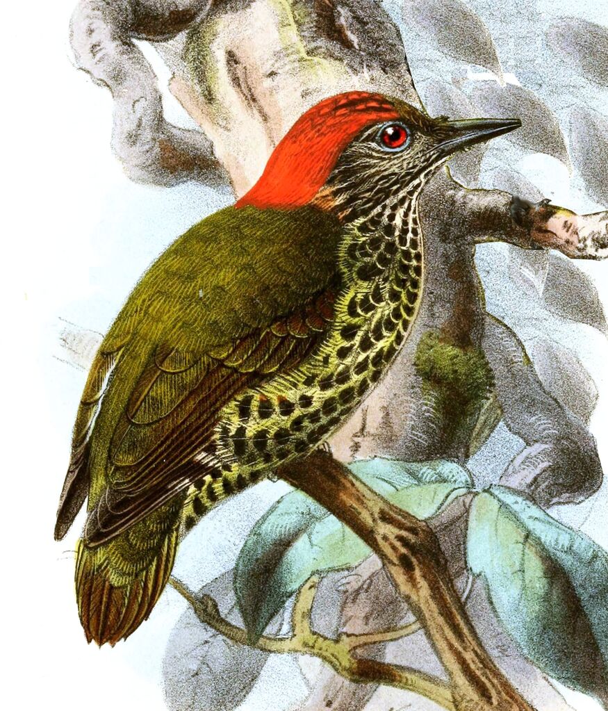 Gabon Woodpecker