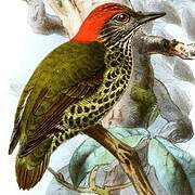 Gabon Woodpecker