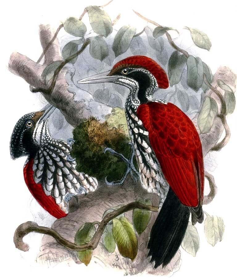 Crimson-backed Flameback