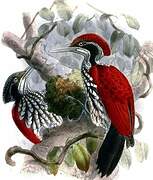 Crimson-backed Flameback