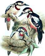 Great Spotted Woodpecker