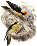 Golden-naped Woodpecker