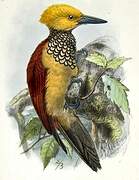 Buff-spotted Flameback