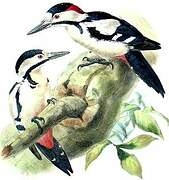 Syrian Woodpecker