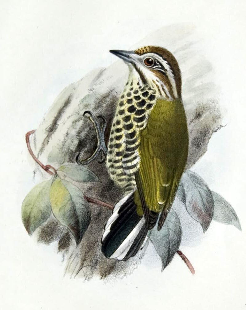 Speckled Piculet