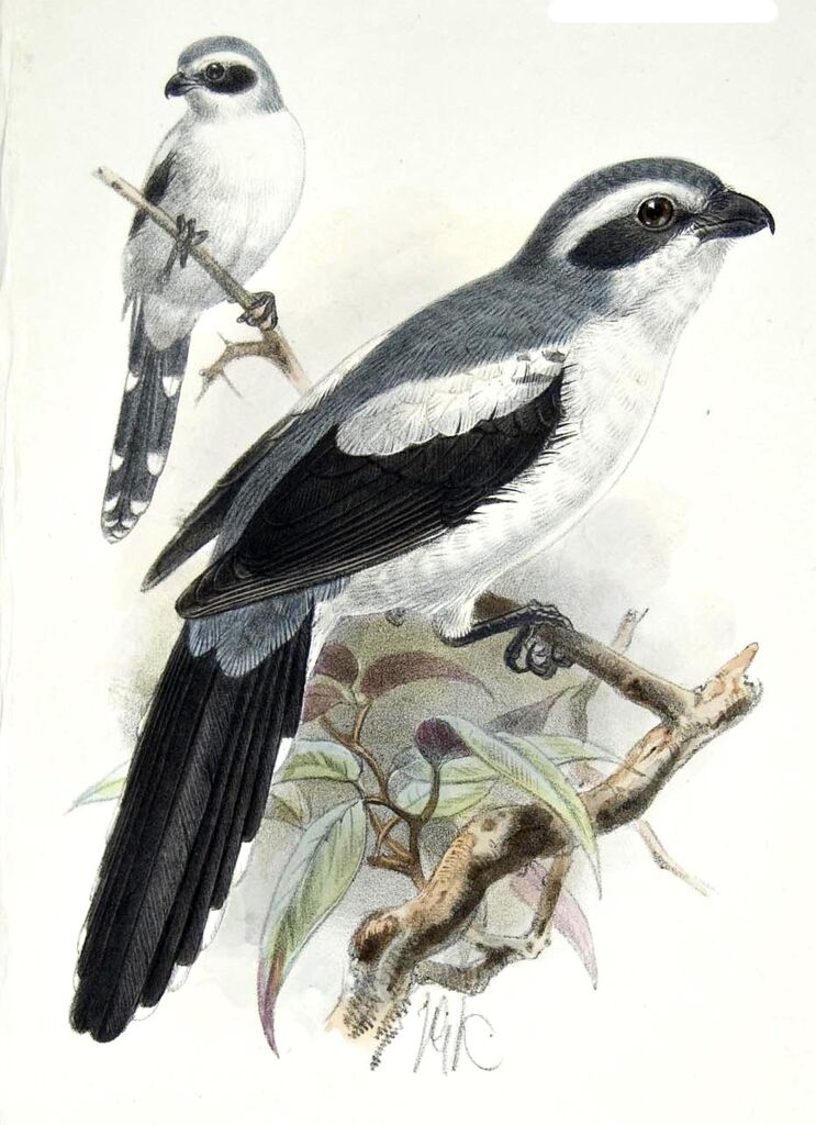 Mackinnon's Shrike