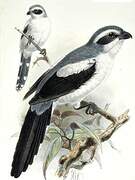 Mackinnon's Shrike