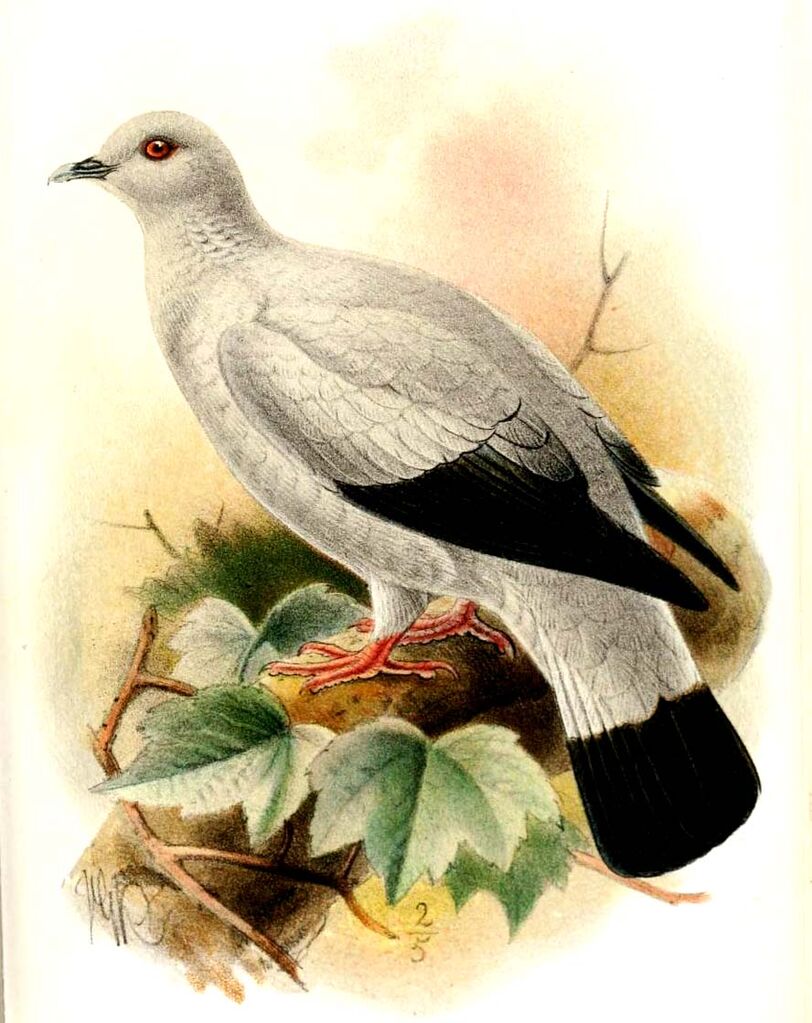 Pigeon argenté