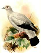 Silvery Pigeon