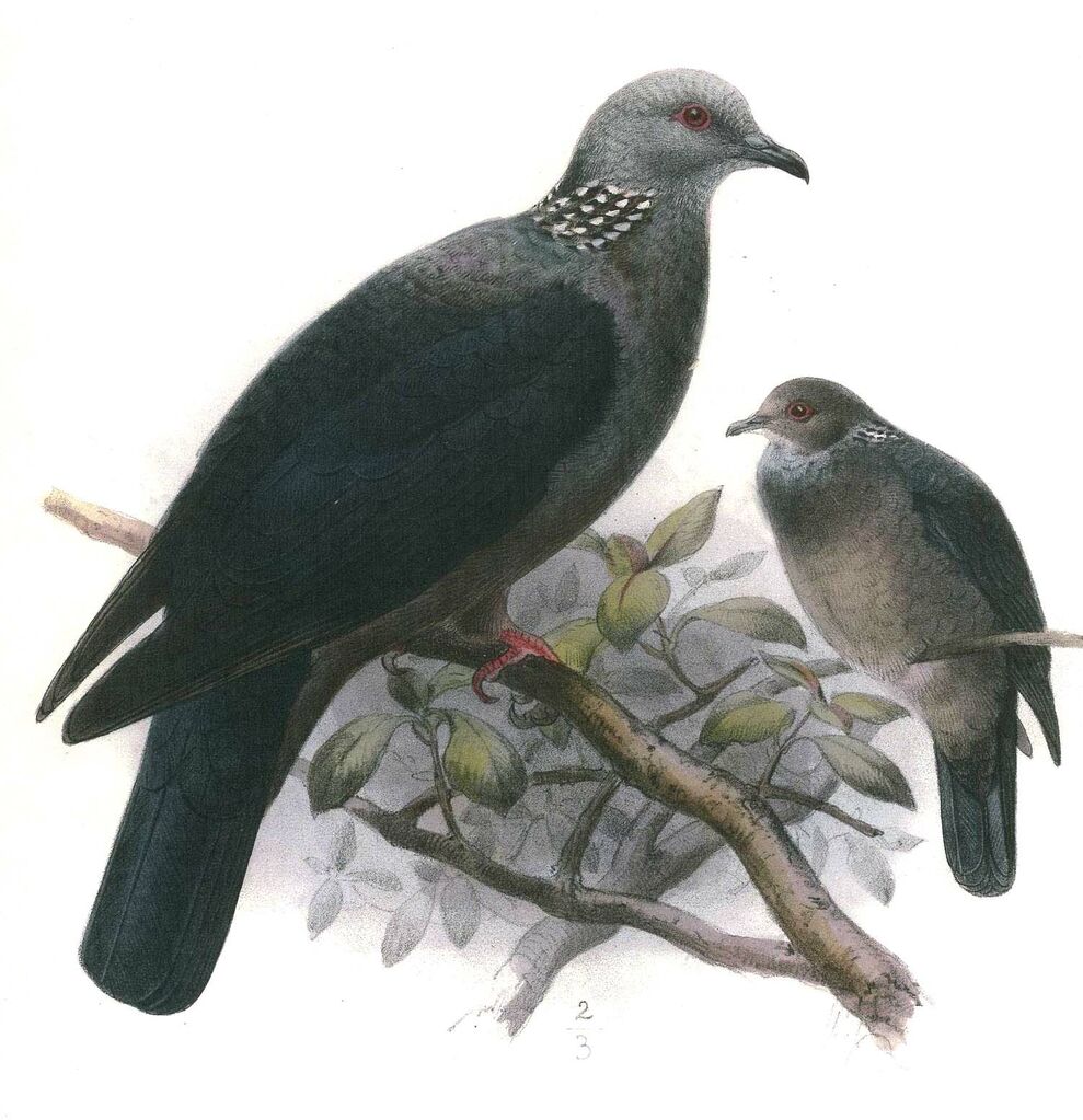 Sri Lanka Wood Pigeon