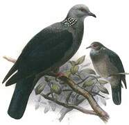 Sri Lanka Wood Pigeon