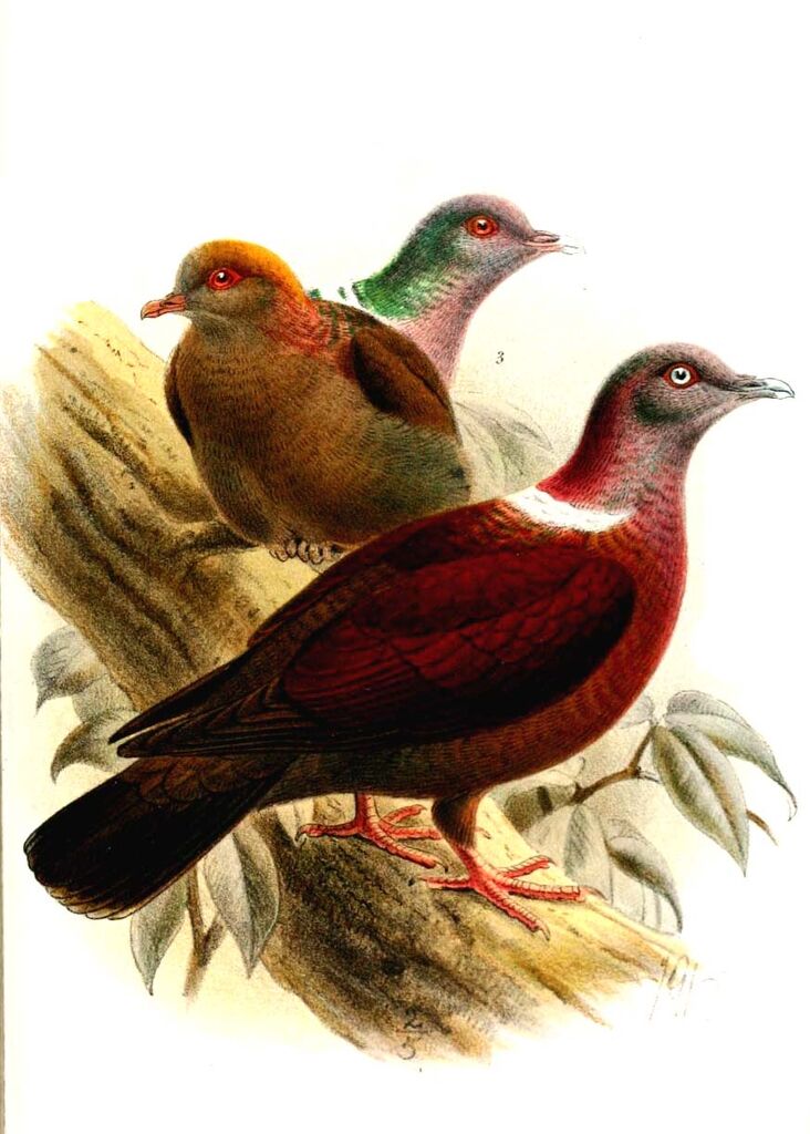 Eastern Bronze-naped Pigeon