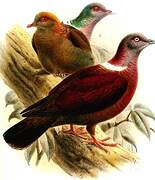 Eastern Bronze-naped Pigeon