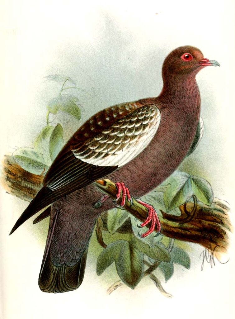 Spot-winged Pigeon