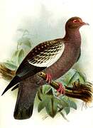 Spot-winged Pigeon