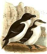 Razorbill