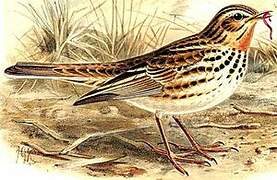 Red-throated Pipit