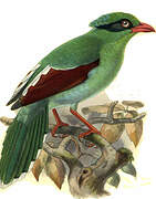 Javan Green Magpie