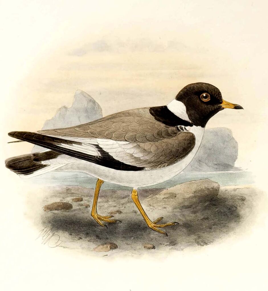 Hooded Plover