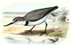 Wrybill