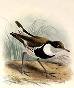 Red-kneed Dotterel