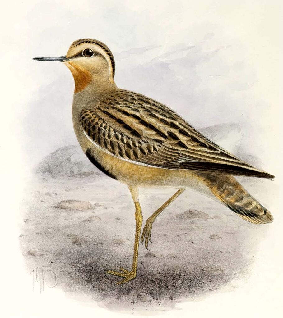 Tawny-throated Dotterel