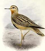 Tawny-throated Dotterel