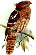 Dulit Frogmouth