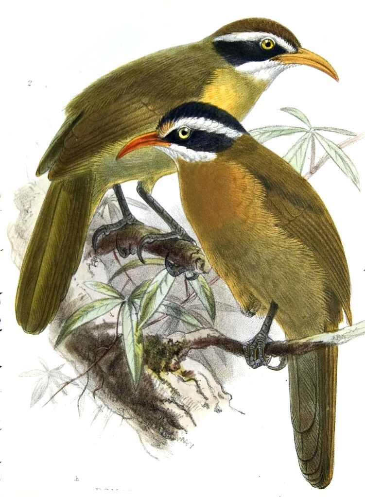 Black-crowned Scimitar Babbler