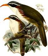 White-browed Scimitar Babbler