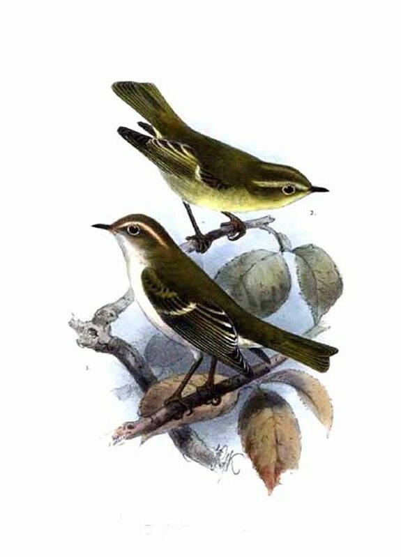 Brooks's Leaf Warbler