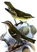 Brooks's Leaf Warbler