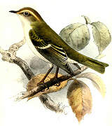 Hume's Leaf Warbler