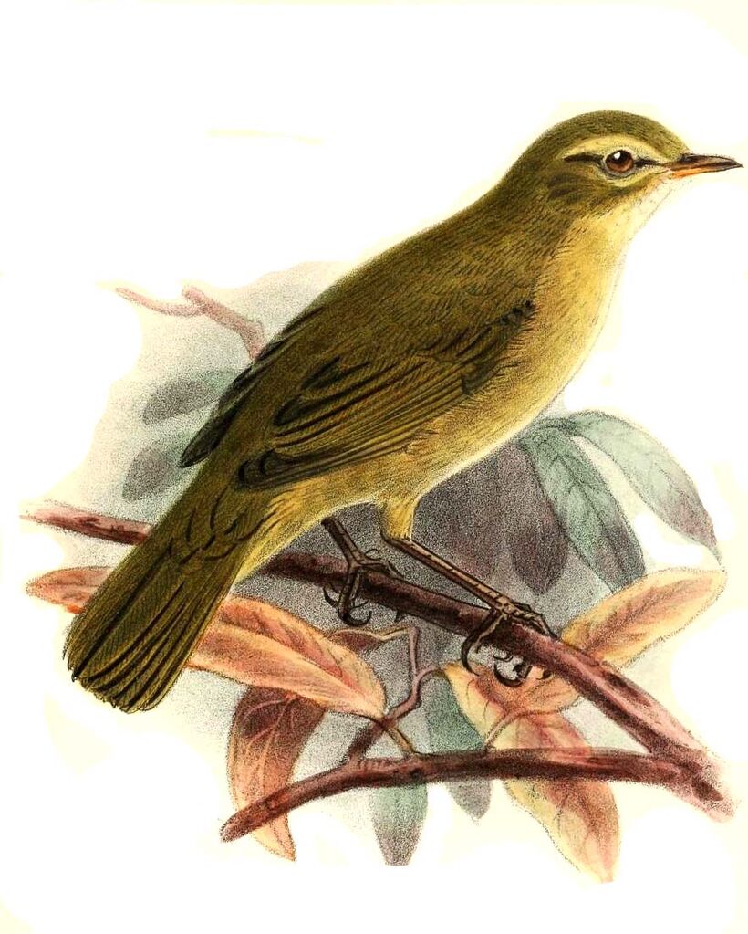 Radde's Warbler