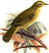 Radde's Warbler