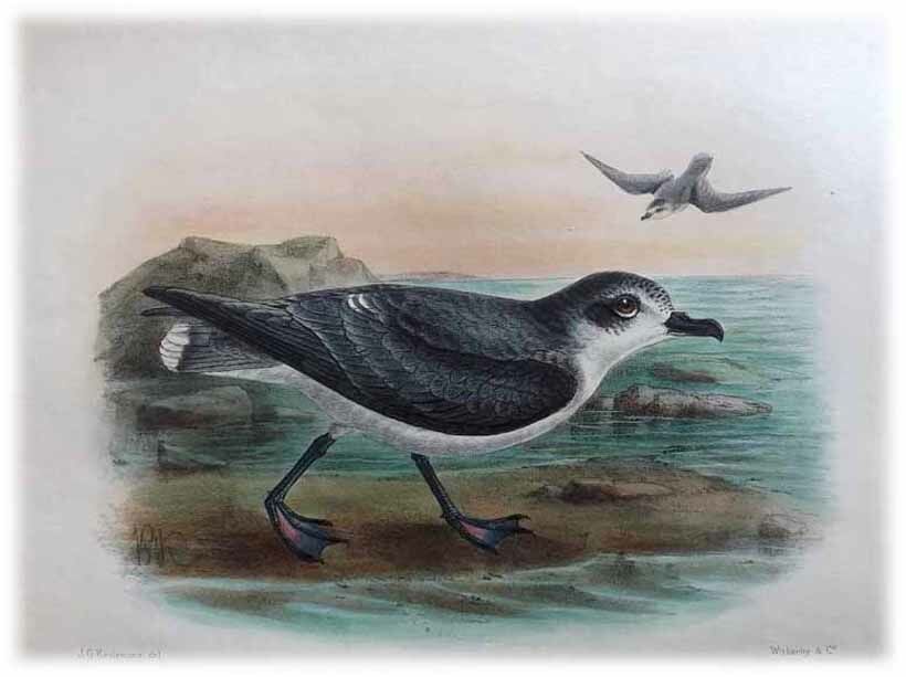 Blue Petrel