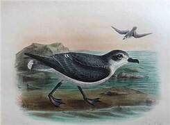 Blue Petrel