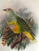 Rose-crowned Fruit Dove