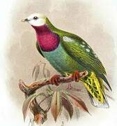 White-headed Fruit Dove