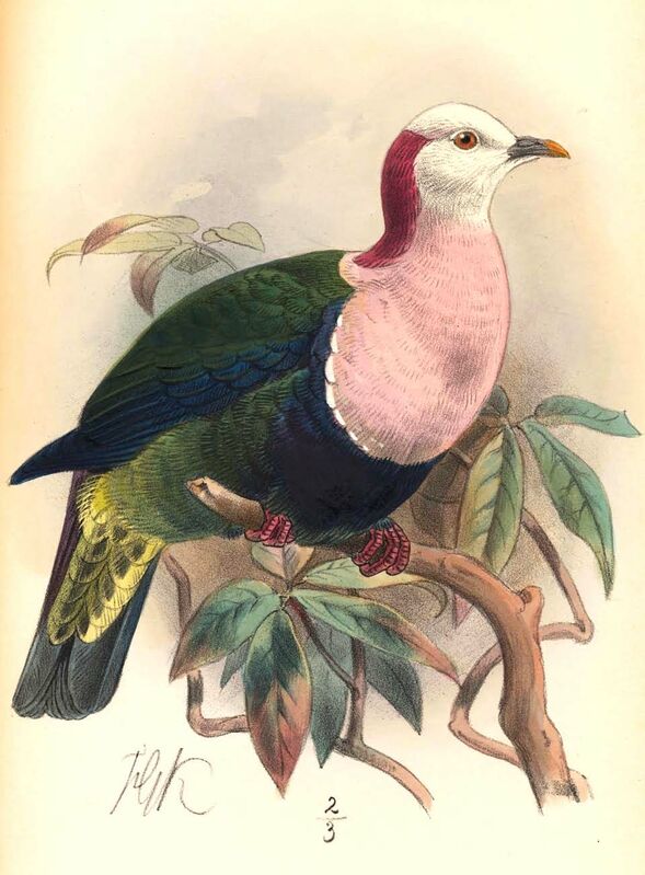 Red-naped Fruit Dove