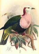 Red-naped Fruit Dove