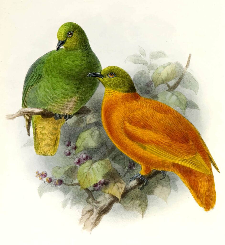 Orange Fruit Dove