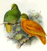 Orange Fruit Dove
