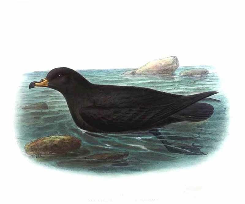 Black Petrel