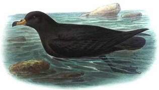 Black Petrel